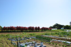 風の丘菜園田園風景